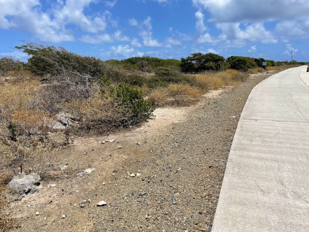 Anegada Land – Loblolly